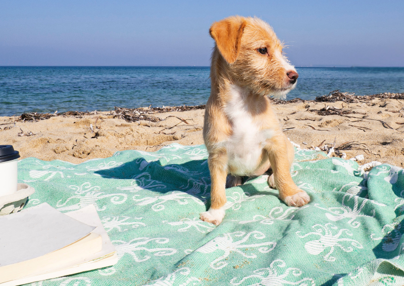 Carousel Slide 4: Have a new family member? Learn more about puppy & kitten care >>