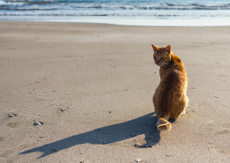 Carousel Slide 5: Learn more about Senior Pet Care at Deer Isle >>