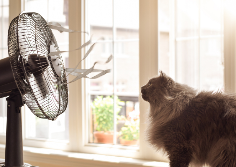 Carousel Slide 3: Learn More About Preventive Care for Cats >>