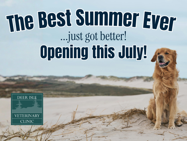 Deer Isle Veterinary Clinic Reopens this July
